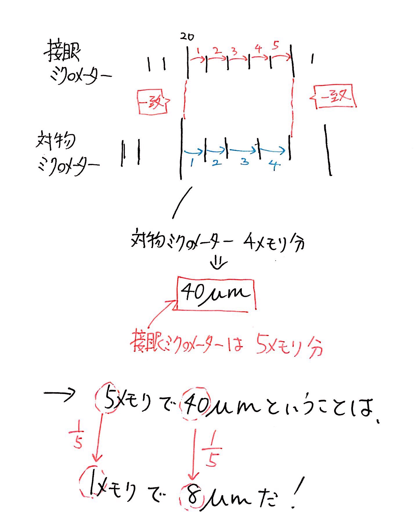 生物基礎】ミクロメーターの計算を解説 | ココミロ生物 −高校生物の