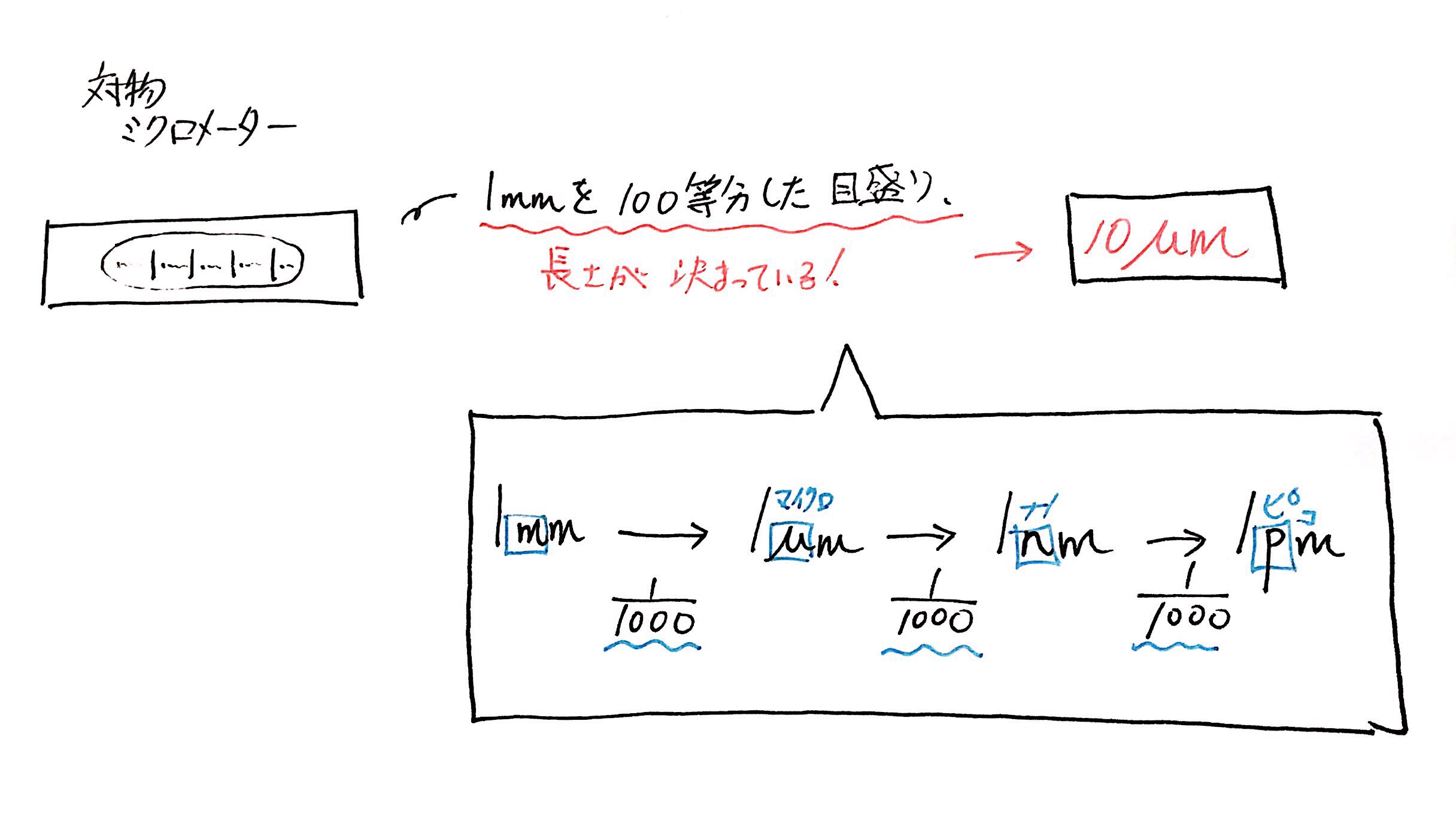 生物基礎】ミクロメーターの計算を解説 | ココミロ生物 −高校生物の