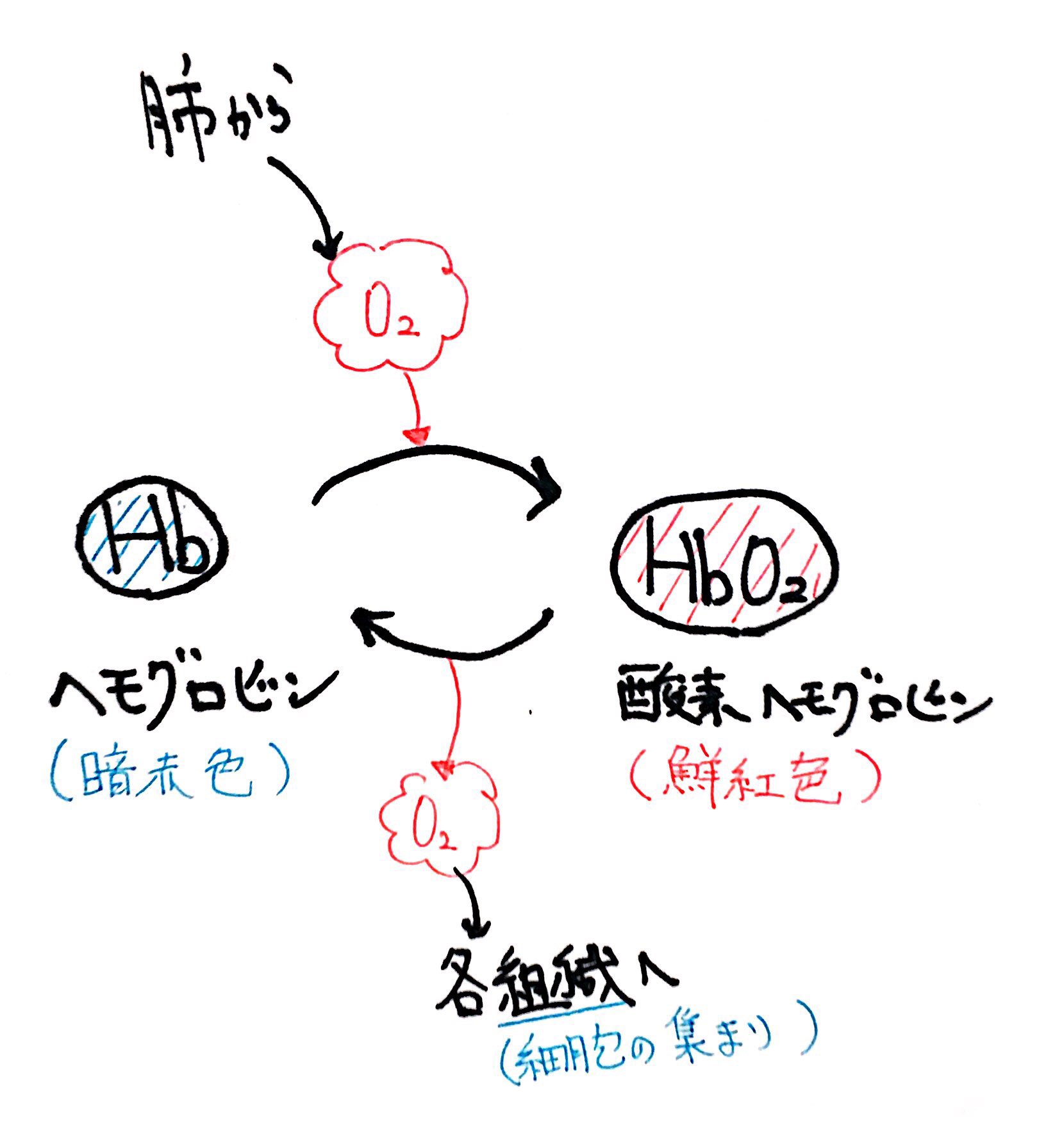 ヨット組　右側は全HB 生物基礎』ヘモグロビンの酸素解離曲線：見方編 | せいぶつ農国