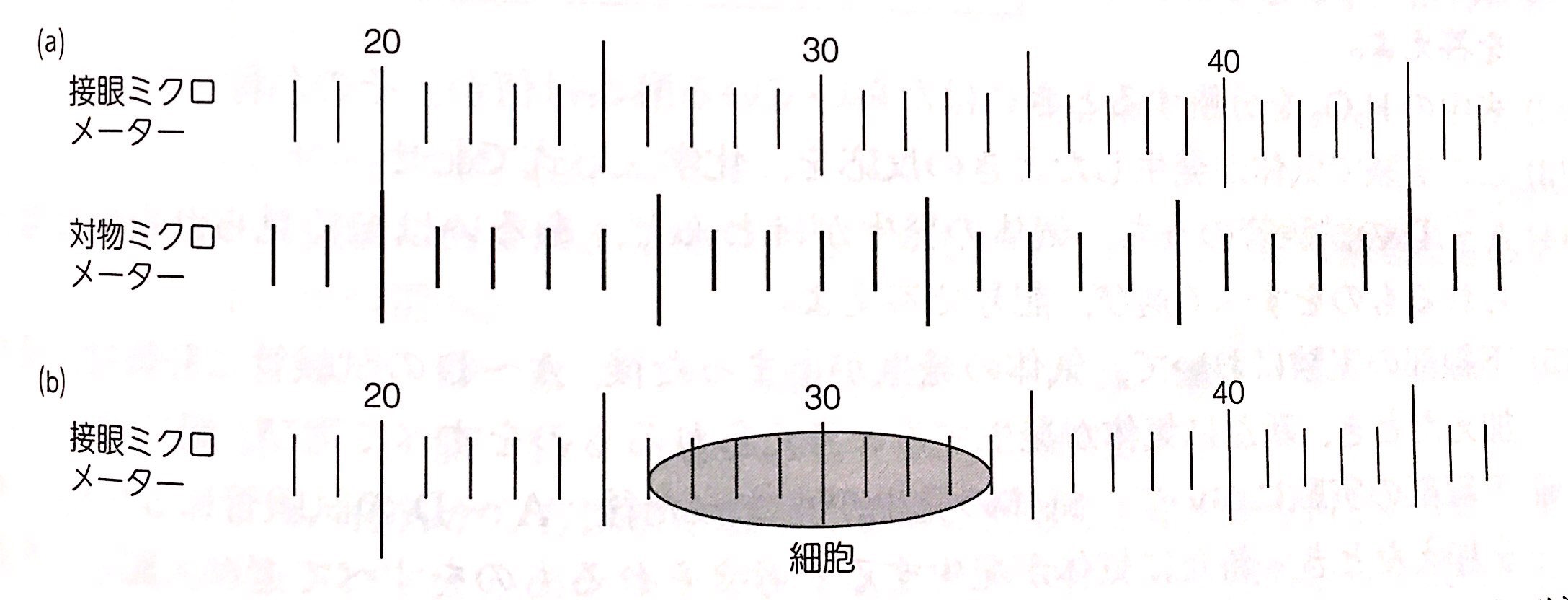 生物基礎 ミクロメーターの計算を解説 ココミロ生物 高校生物の勉強サイト