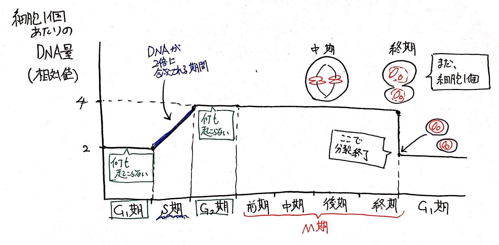 生物基礎】「細胞周期の問題」の解き方を解説 | ココミロ生物 −高校