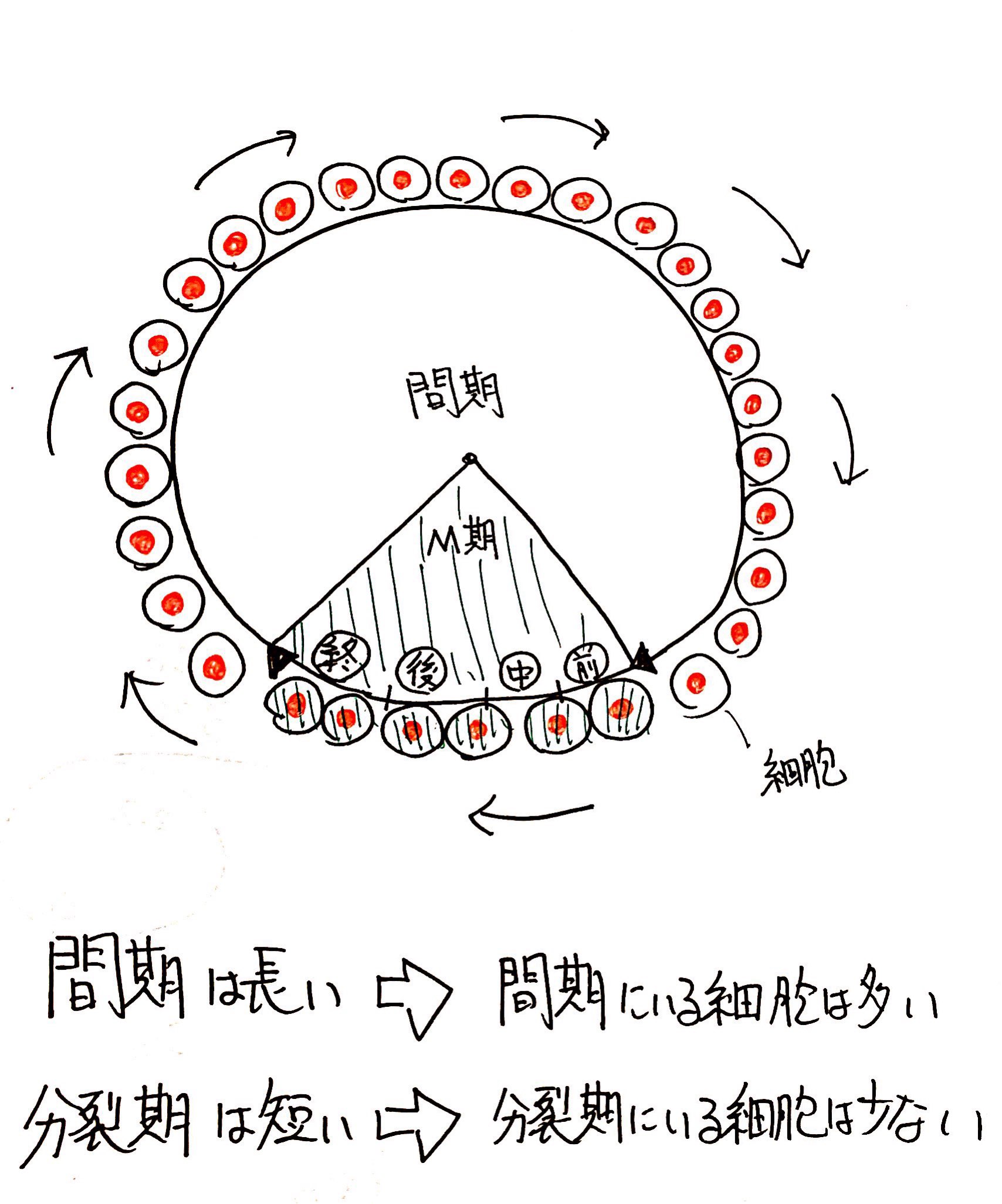 生物基礎】「細胞周期の問題」の解き方を解説 | ココミロ生物 −高校