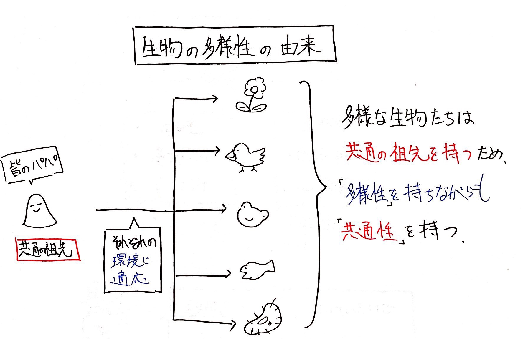 生物基礎】生物の共通性と多様性って？ | ココミロ生物 −高校生物の